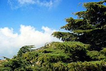 cedars.png